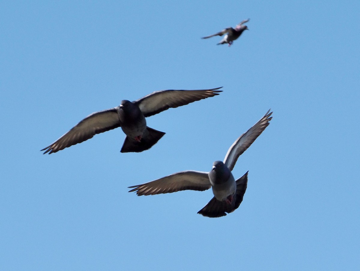 Rock Pigeon (Feral Pigeon) - Wendy Feltham