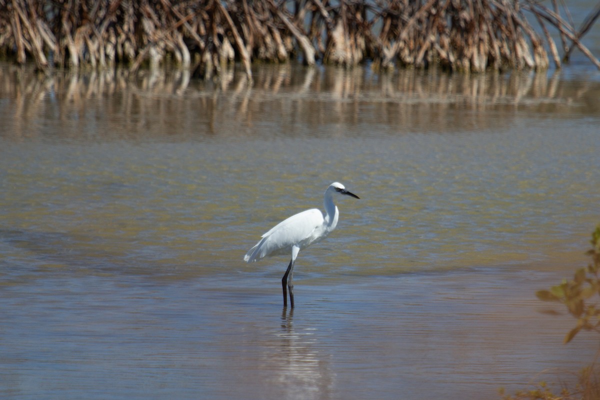 Reddish Egret - ML545610341