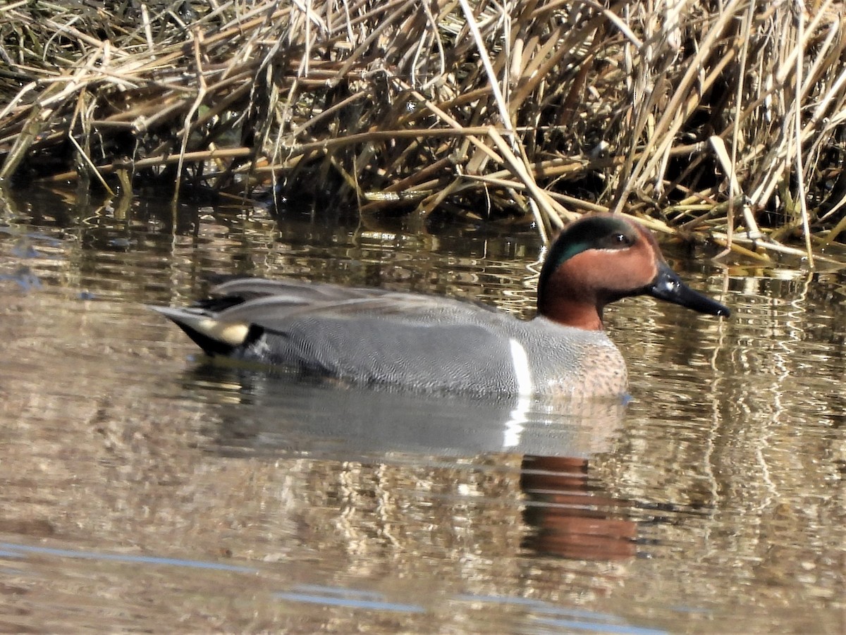 Green-winged Teal - Paul McKenzie