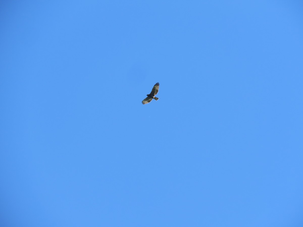 Short-tailed Hawk - ML545610621