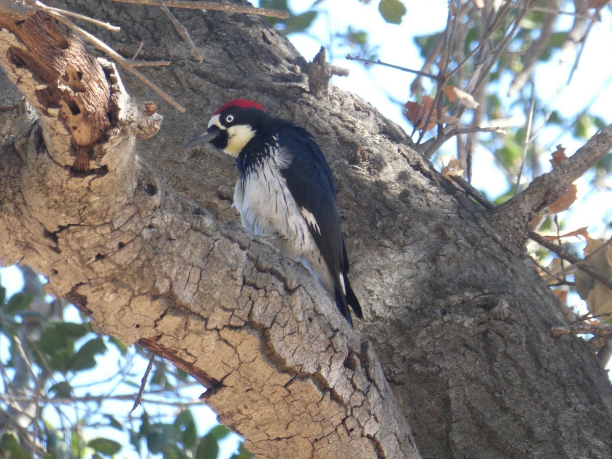 Acorn Woodpecker - Anne Tews