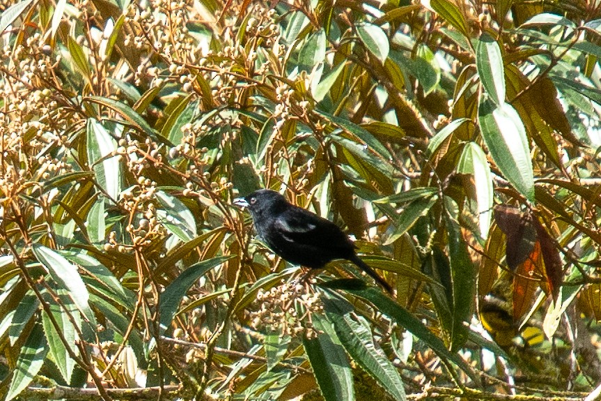 White-shouldered Tanager - ML545612071