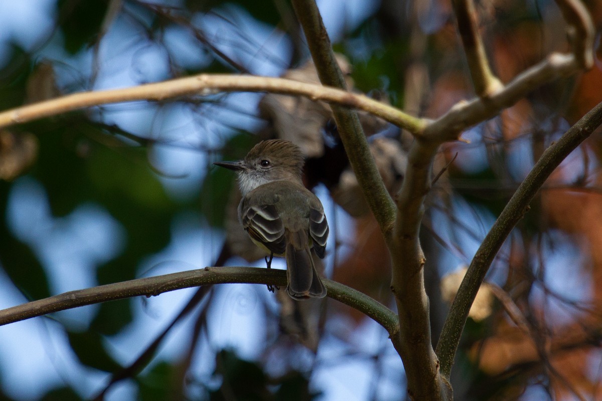 Stolid Flycatcher - ML545612451