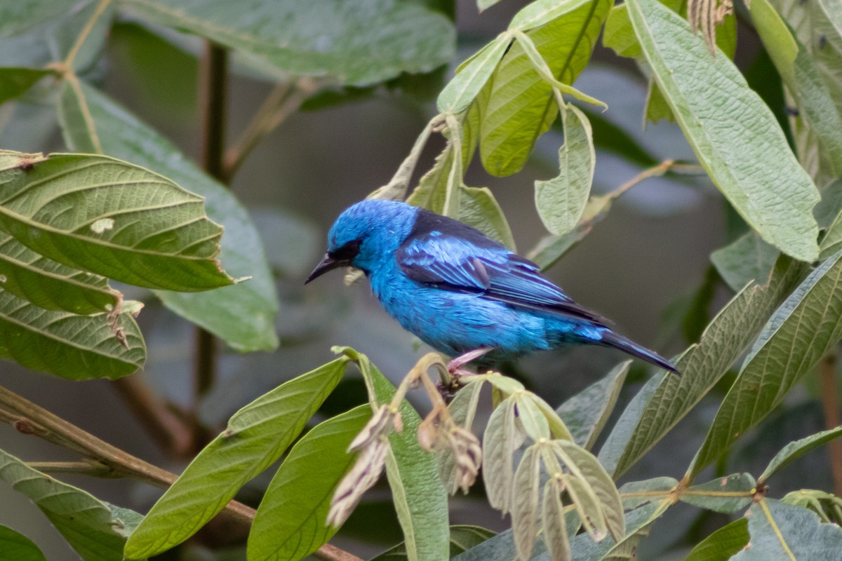 Blue Dacnis - ML545613001