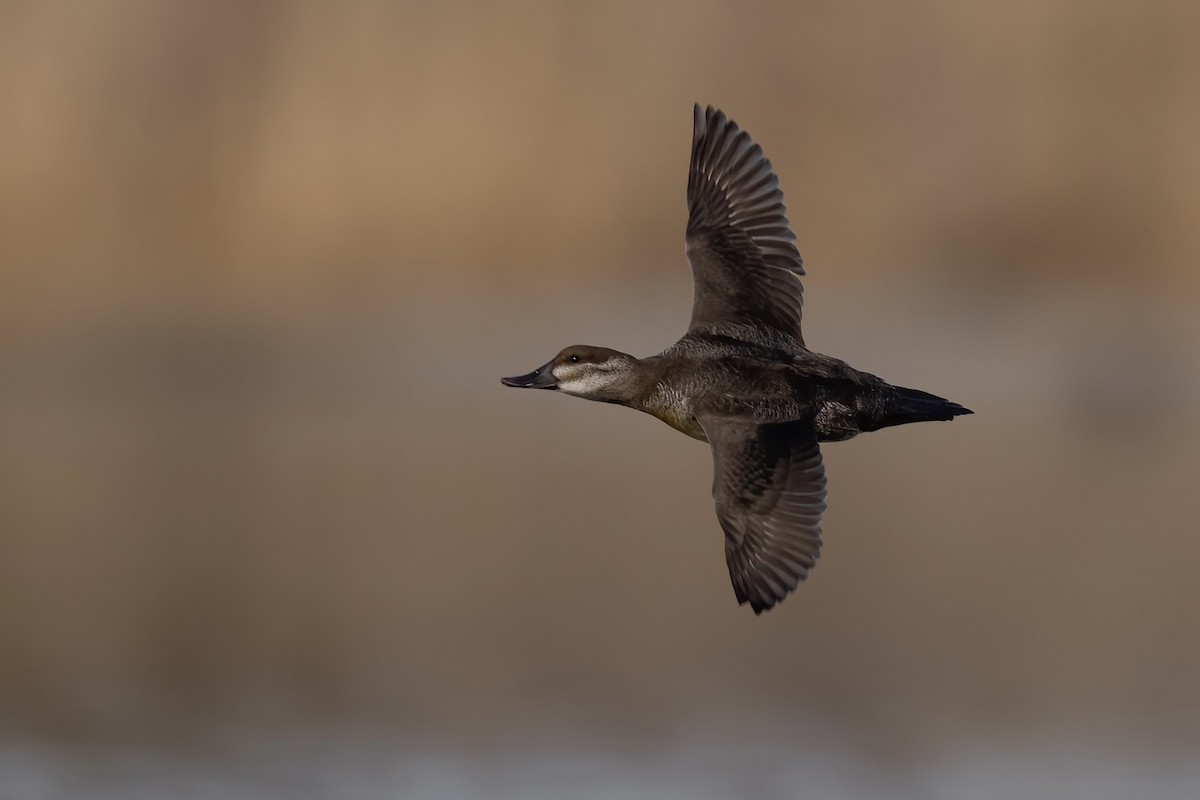 Ruddy Duck - ML545613081