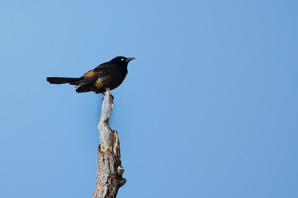 Common Grackle - ML545614241