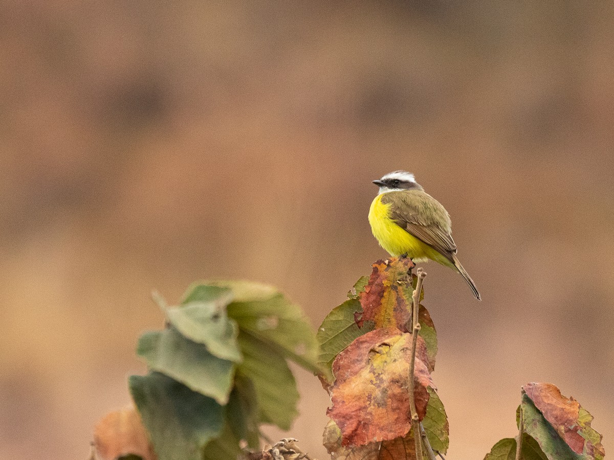 Social Flycatcher - Aquiles Brinco