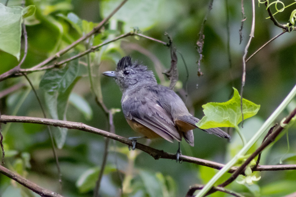 Variable Antshrike - ML545615721