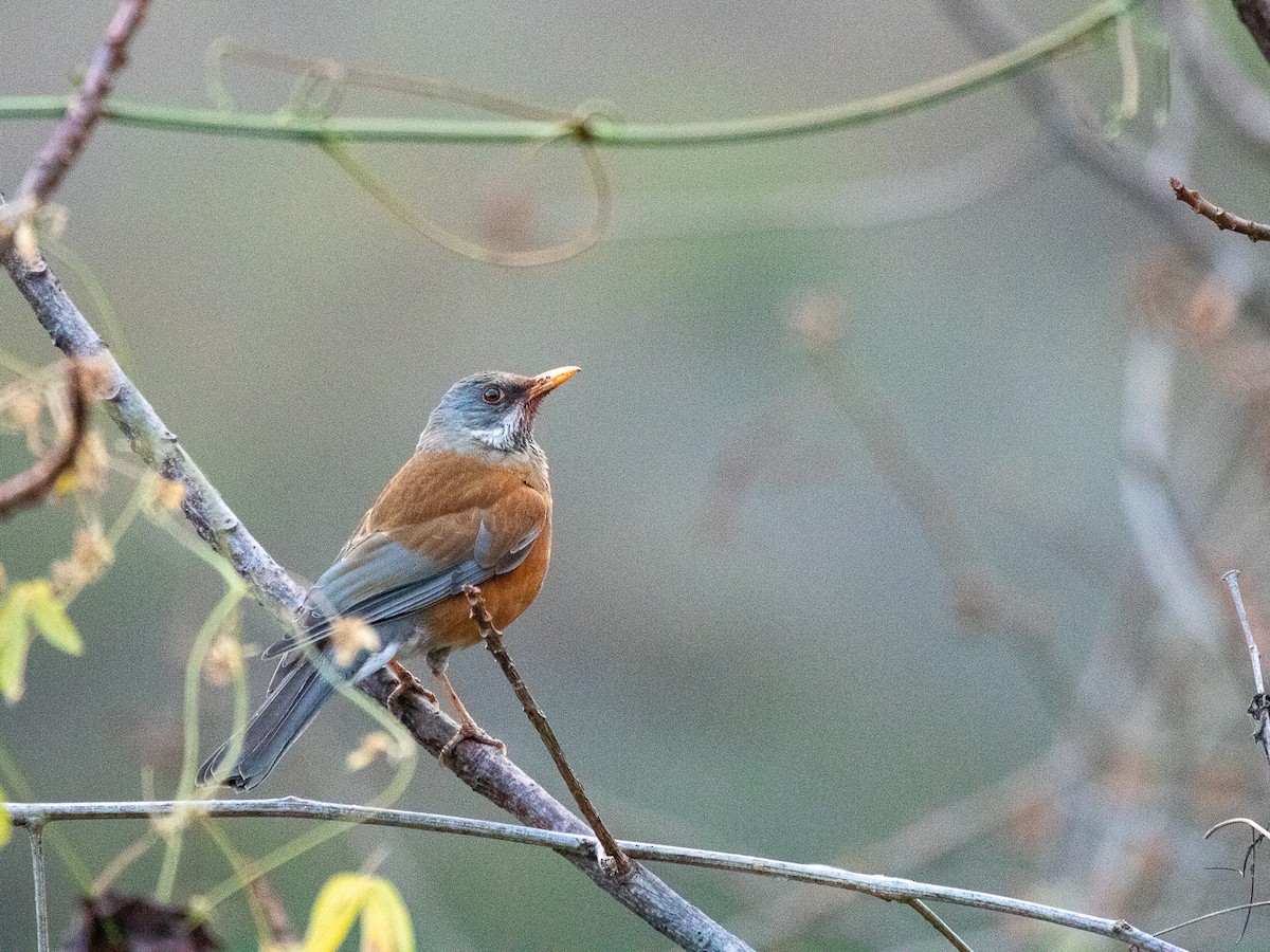 Rufous-backed Robin - ML545615821