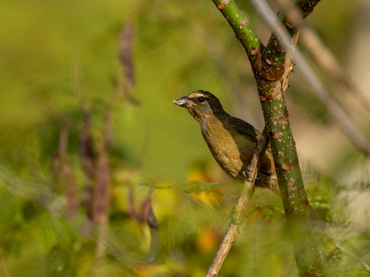 Cinnamon-bellied Saltator - Aquiles Brinco