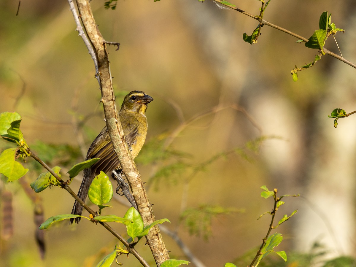 Cinnamon-bellied Saltator - Aquiles Brinco