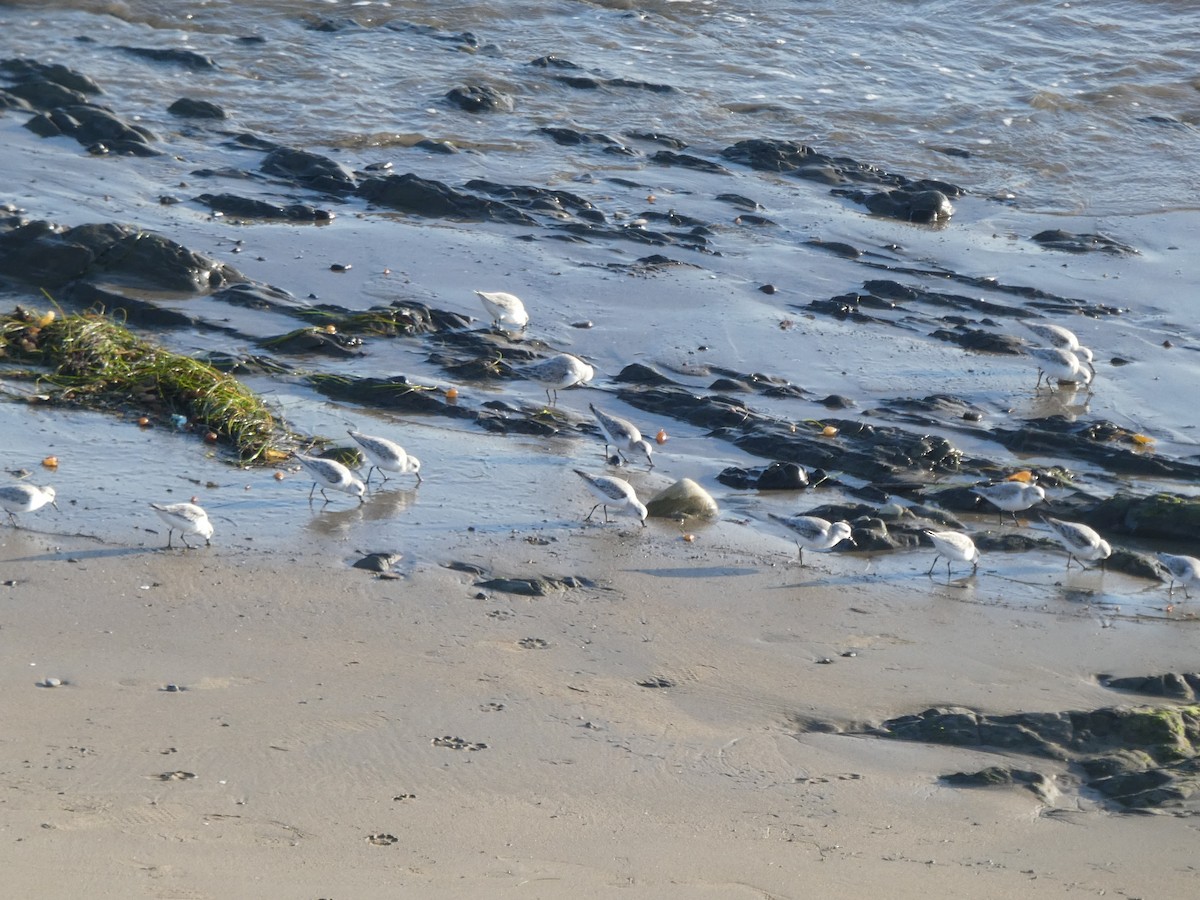 Bécasseau sanderling - ML545618141