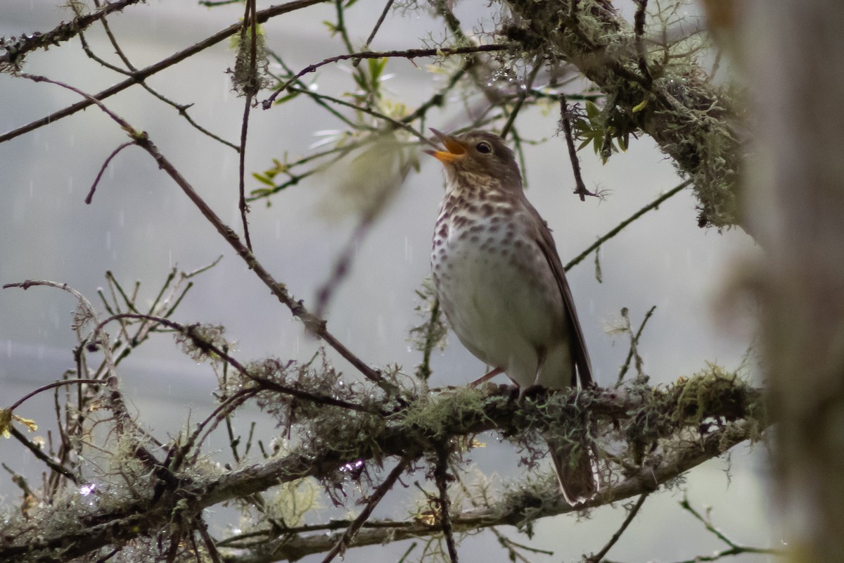 Swainson's Thrush - Carlos Chaparro