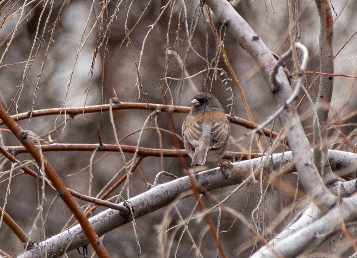 Dark-eyed Junco (Pink-sided) - ML545619551