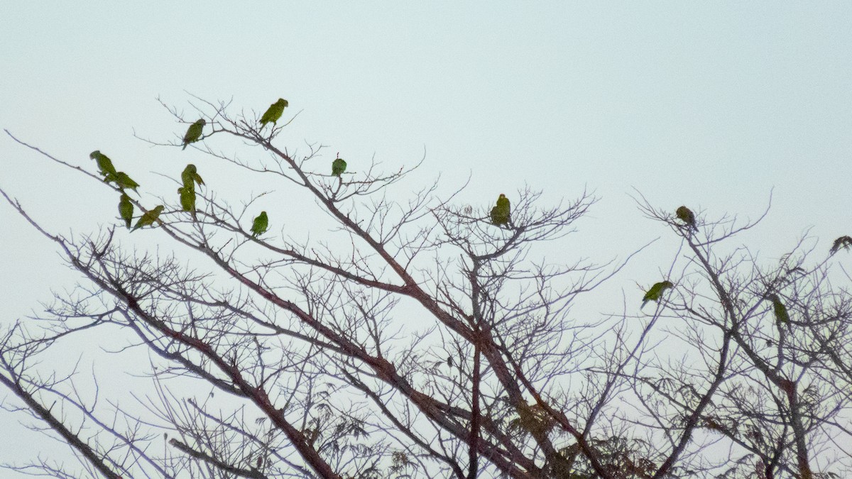 Lilac-crowned Parrot - ML545620341