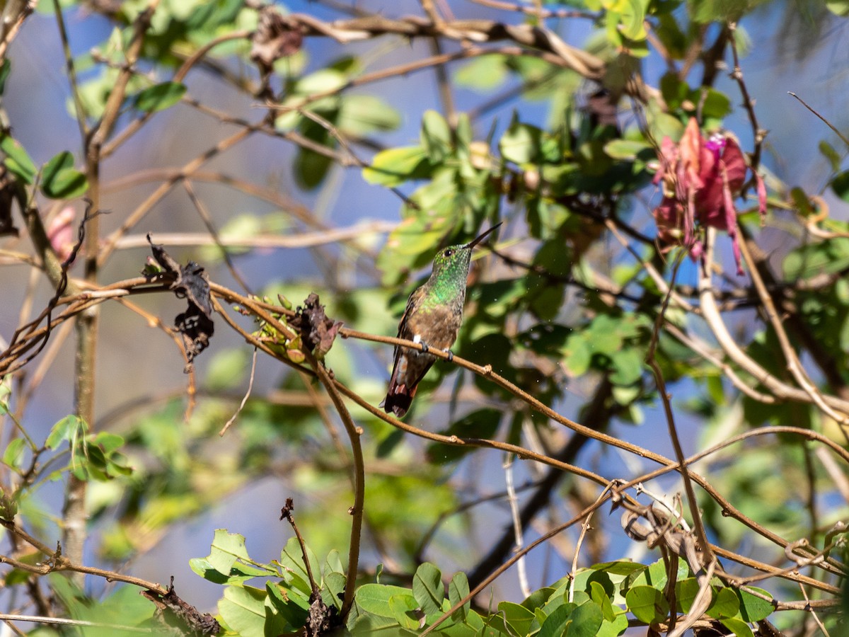 Berylline Hummingbird - Aquiles Brinco
