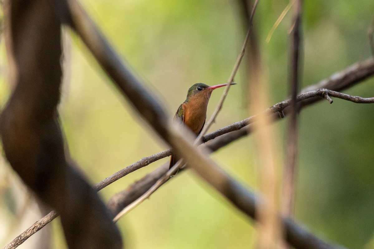 Cinnamon Hummingbird - Aquiles Brinco