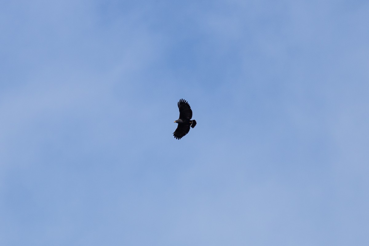 Common Black Hawk - ML545620941