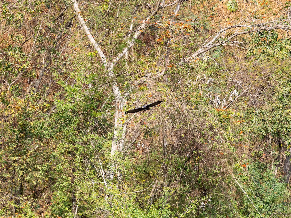 Common Black Hawk - ML545620961