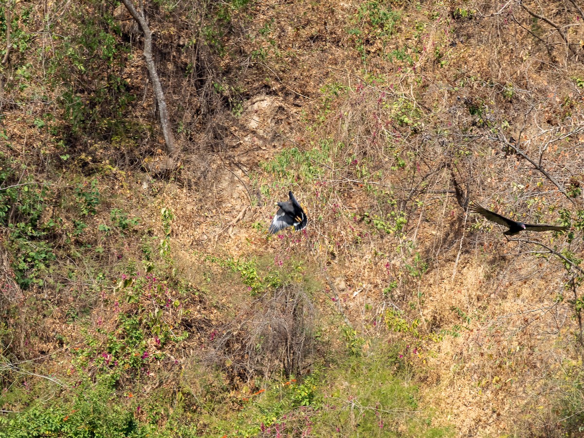 Common Black Hawk - Aquiles Brinco