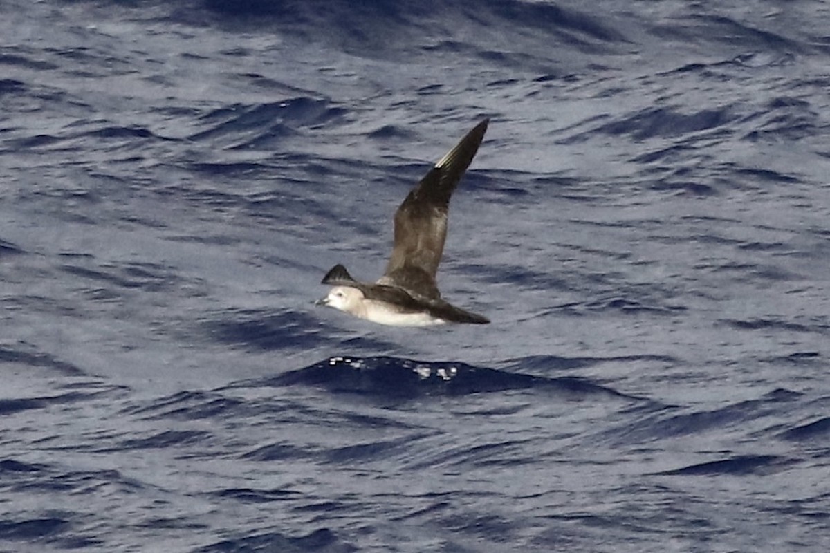 Kermadec Petrel - ML545622491