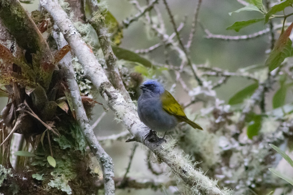 Blue-capped Tanager - ML545624241