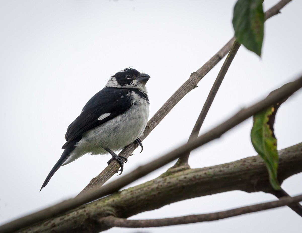 Variable Seedeater - ML545624661