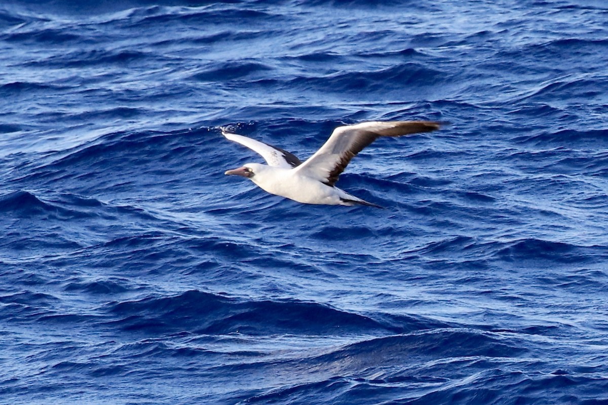 Nazca Booby - ML545625701