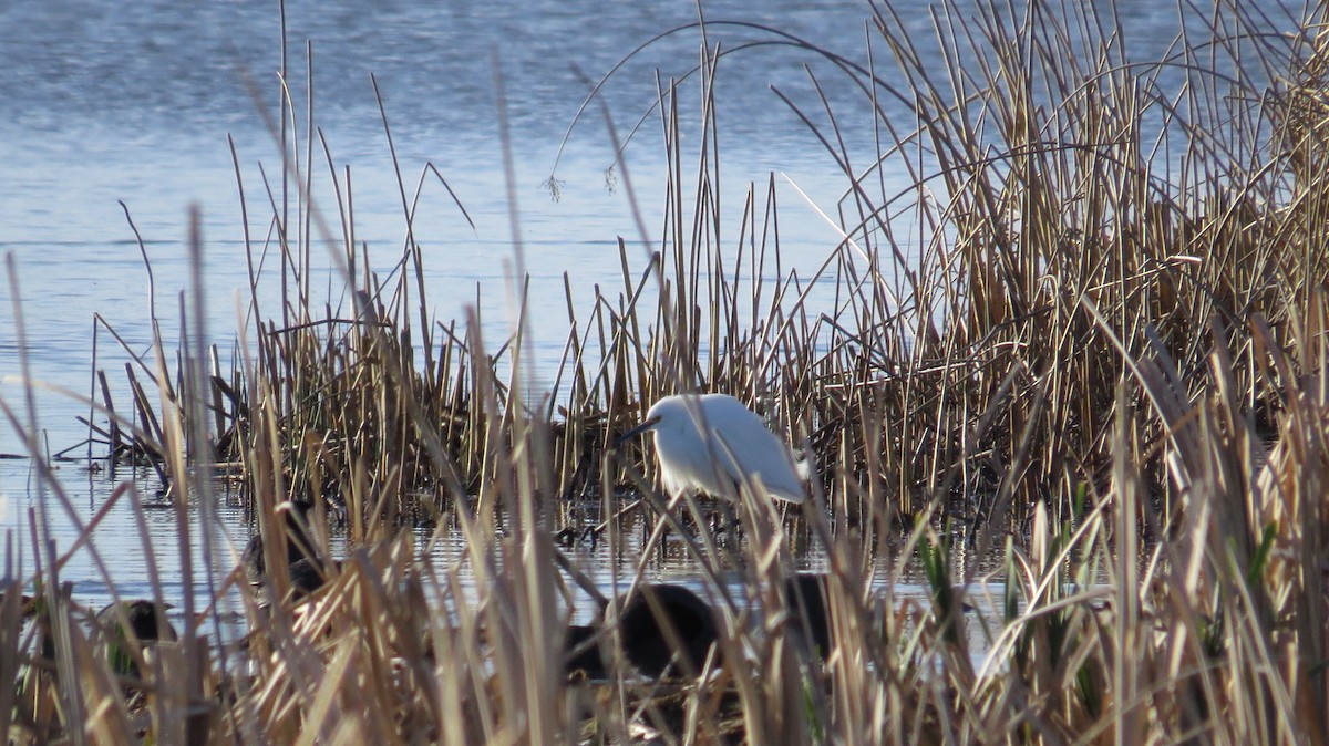 Snowy Egret - ML54562771