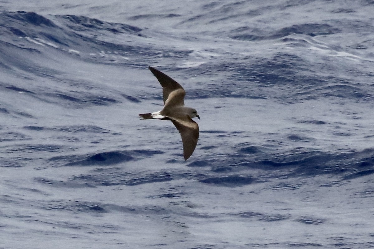 Leach's Storm-Petrel - Jonathan Slifkin