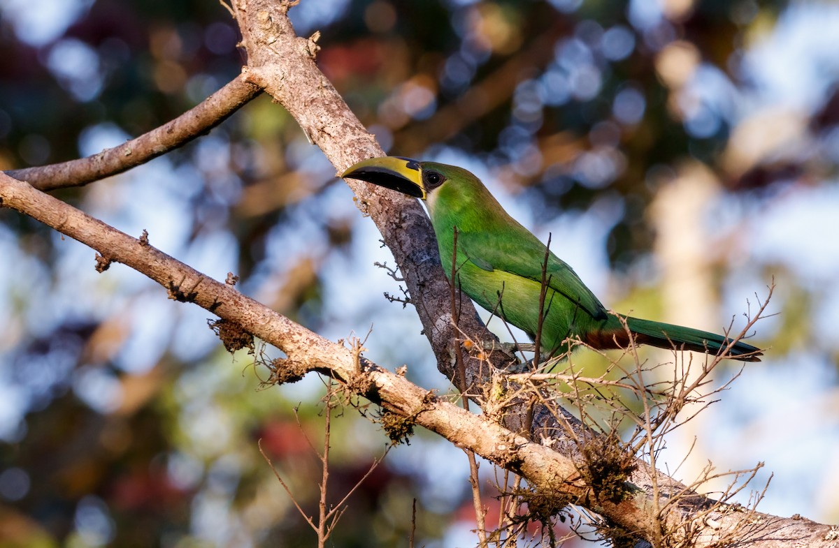 Northern Emerald-Toucanet - ML545630471