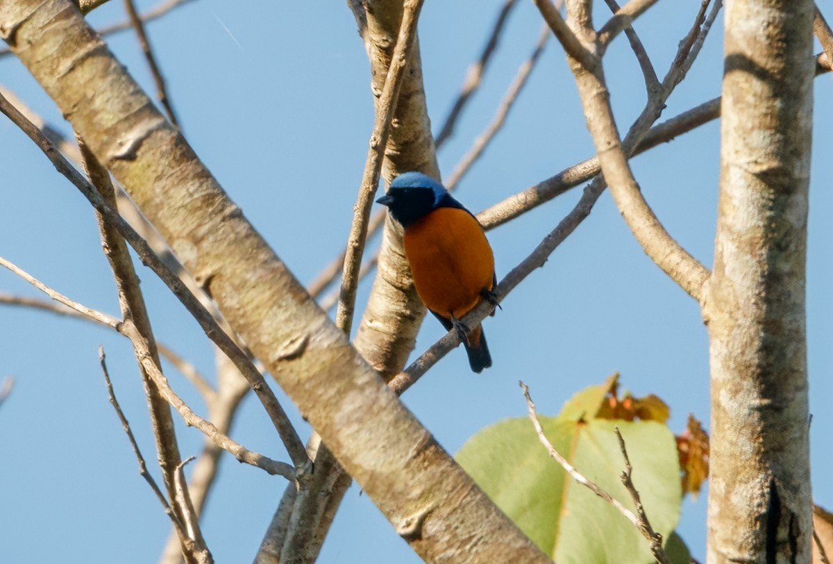 Elegant Euphonia - ML545630611