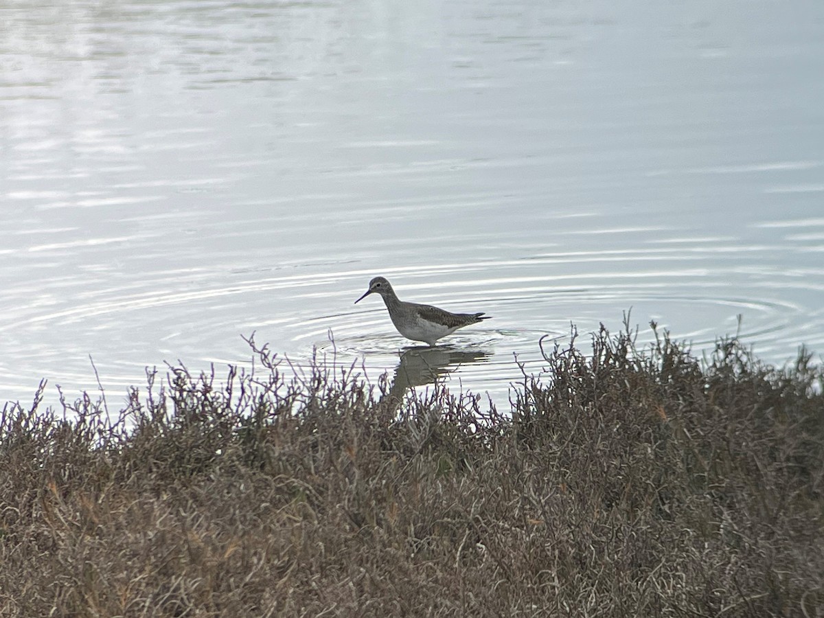 Lesser Yellowlegs - ML545631001