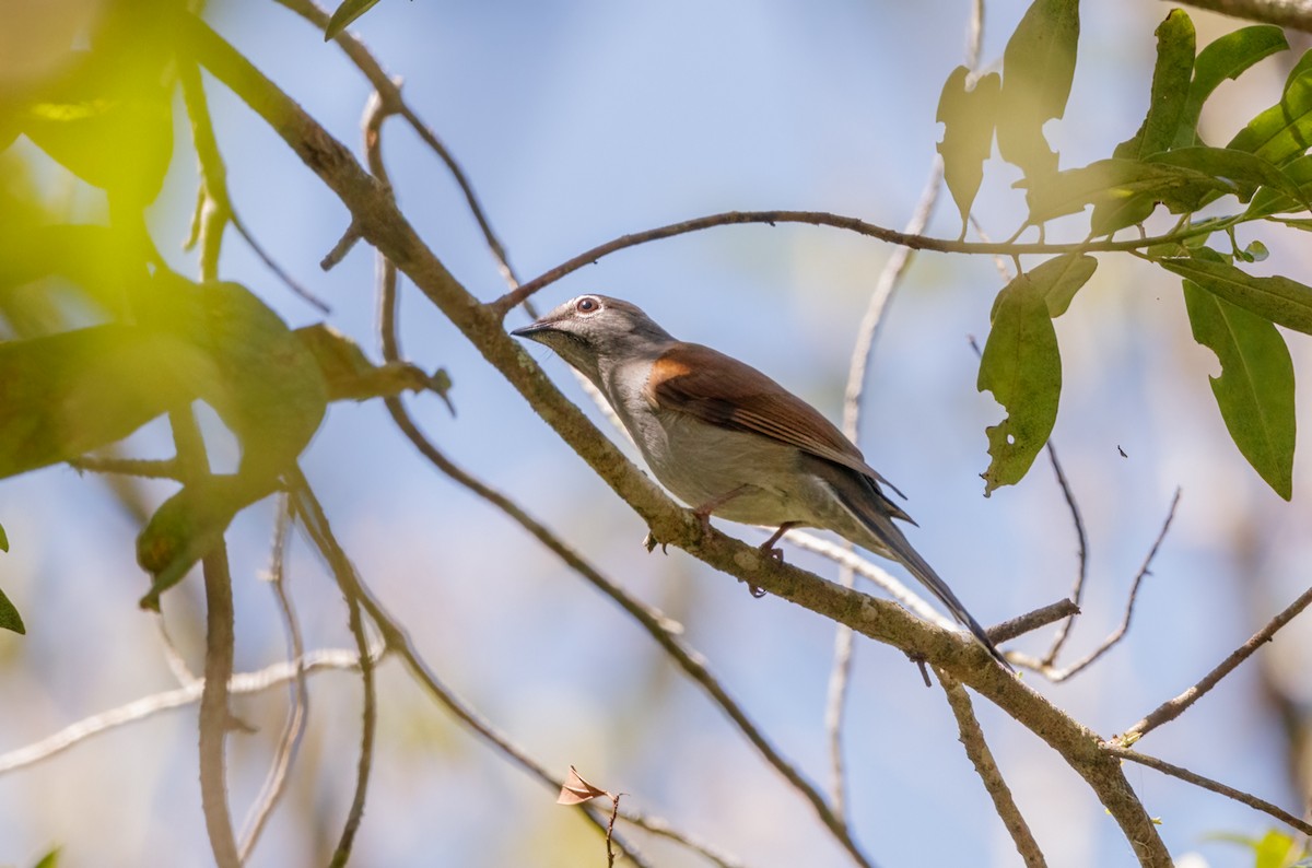 Brown-backed Solitaire - ML545631601