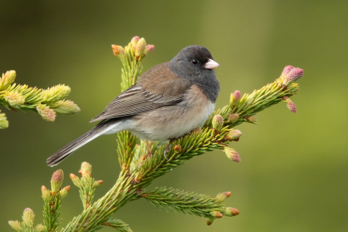 Junco ardoisé (groupe oreganus) - ML545631951