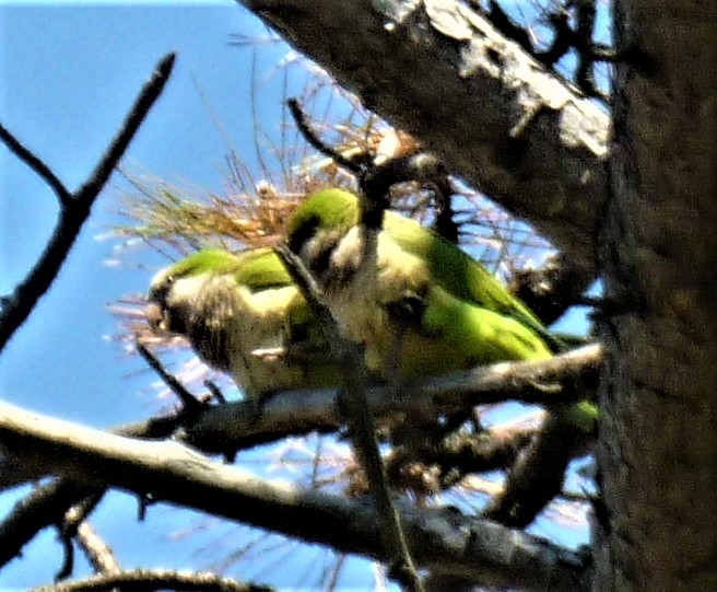 Monk Parakeet - ML545632521