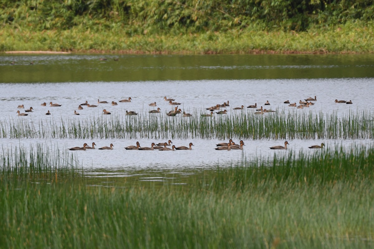 kachna filipínská - ML545632741