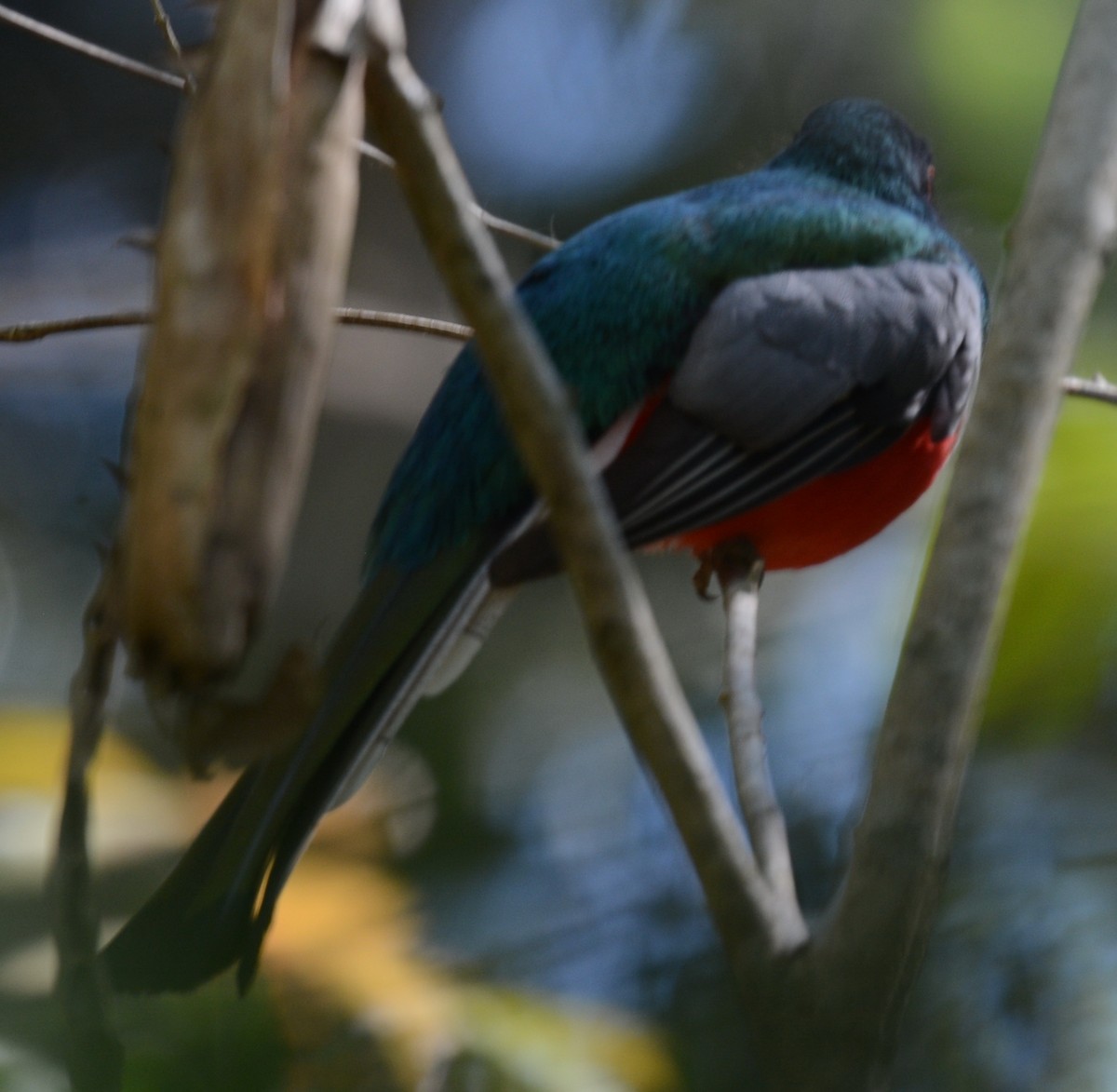 Trogon montagnard - ML54563311