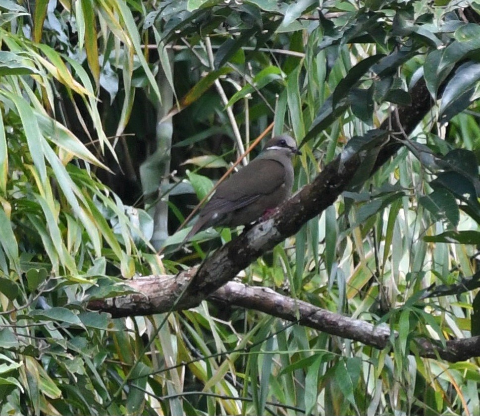 holub okrovohrdlý (ssp. brevirostris/occipitalis) - ML545633311