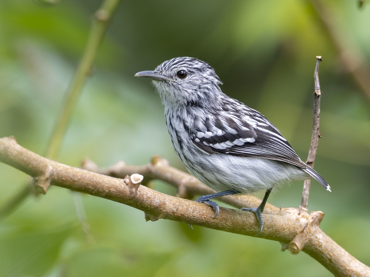 Pacific Antwren - Andres Vasquez Noboa