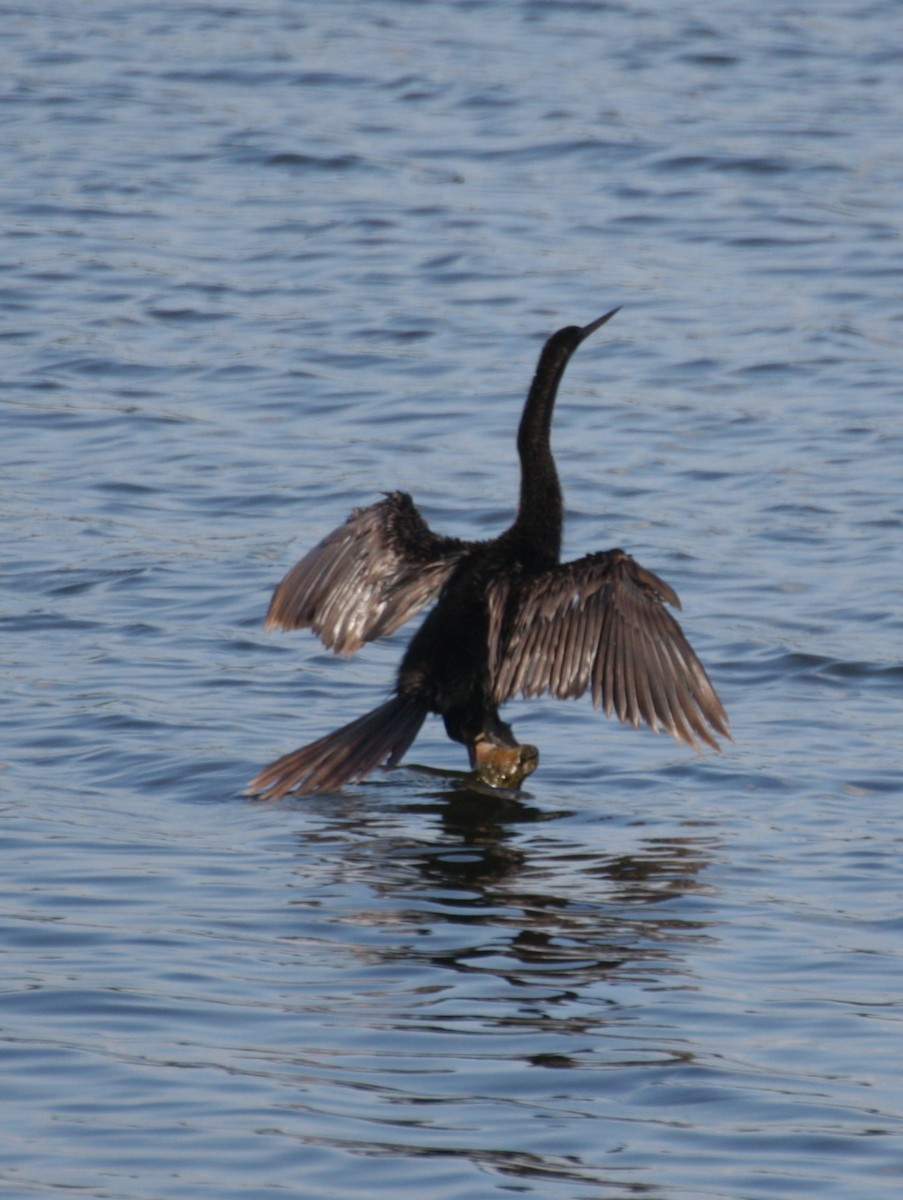 Amerika-Schlangenhalsvogel - ML545634851