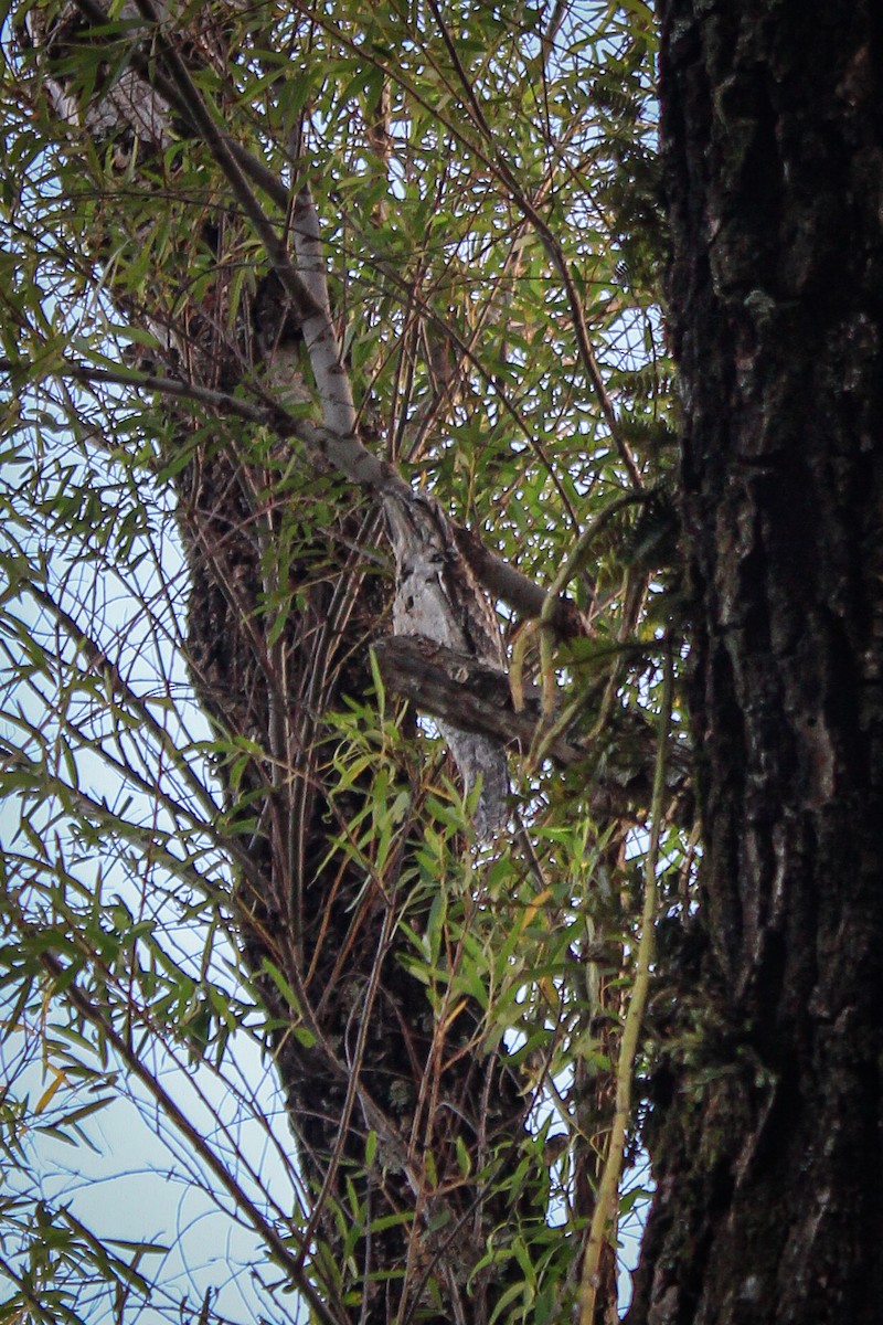 Common Potoo - ML545636021