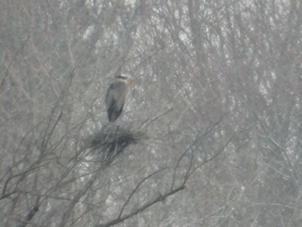 Great Blue Heron - ML545639261