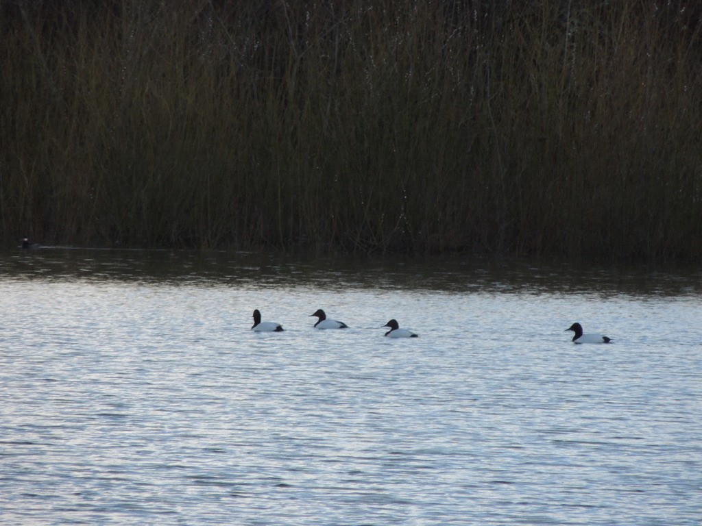 Canvasback - ML545639711