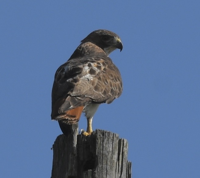 Red-tailed Hawk - ML545640681