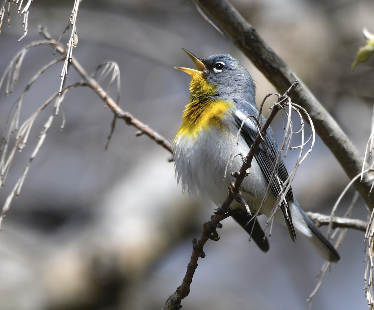 Northern Parula - ML545640981