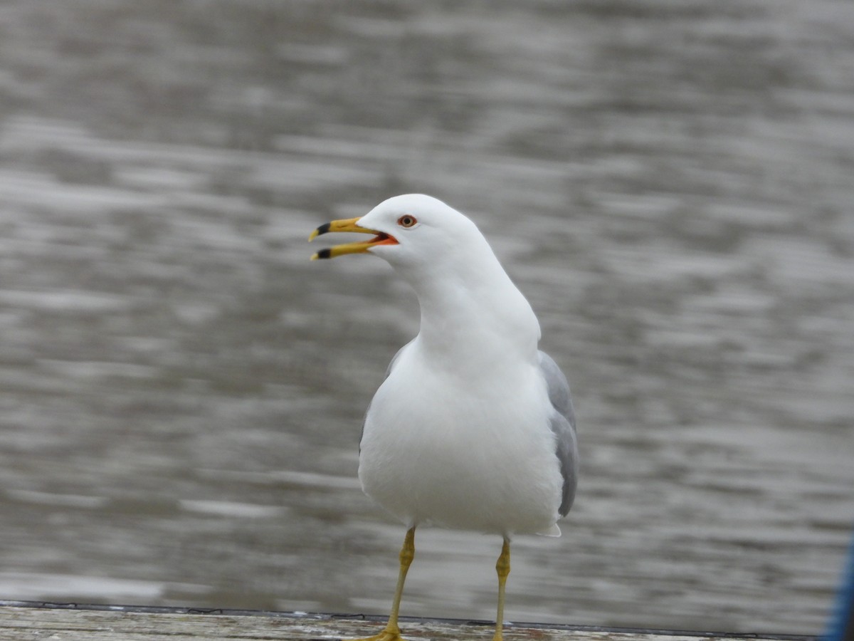 Ring-billed Gull - ML545641581