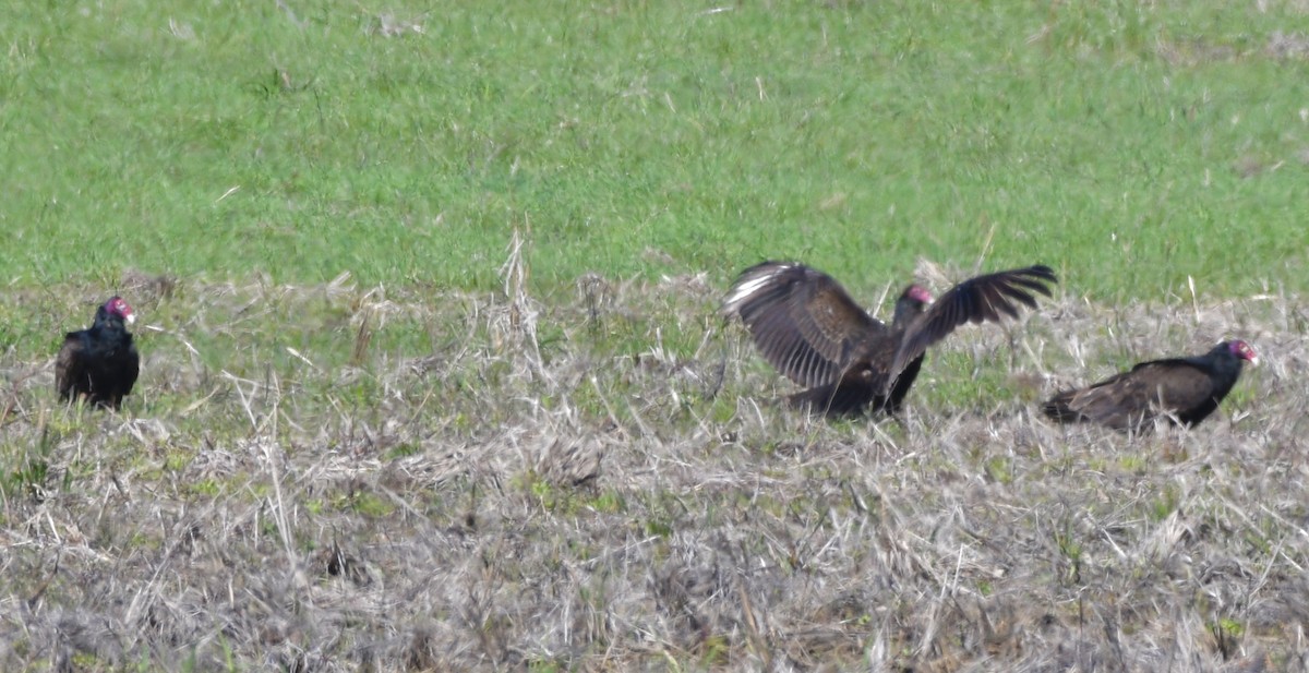 Turkey Vulture - ML545641771