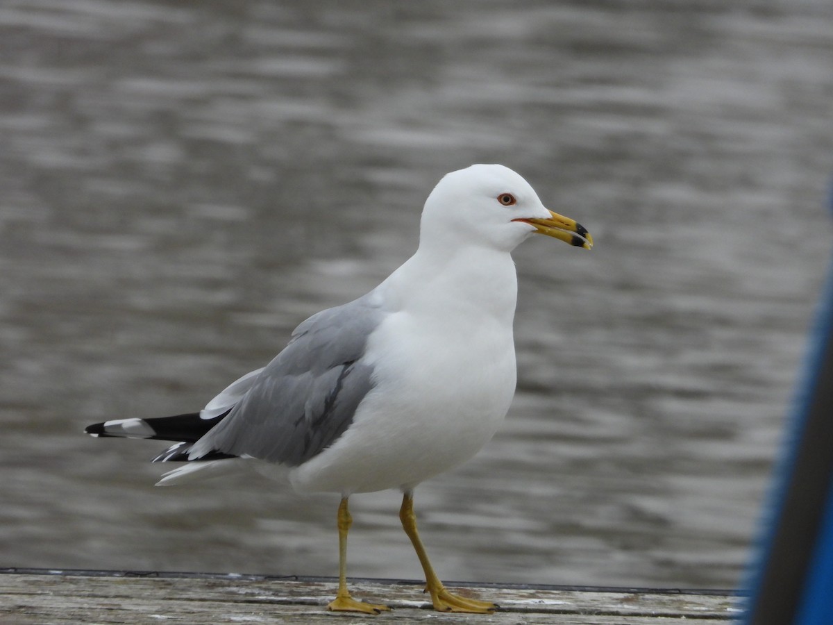 Ring-billed Gull - ML545641801