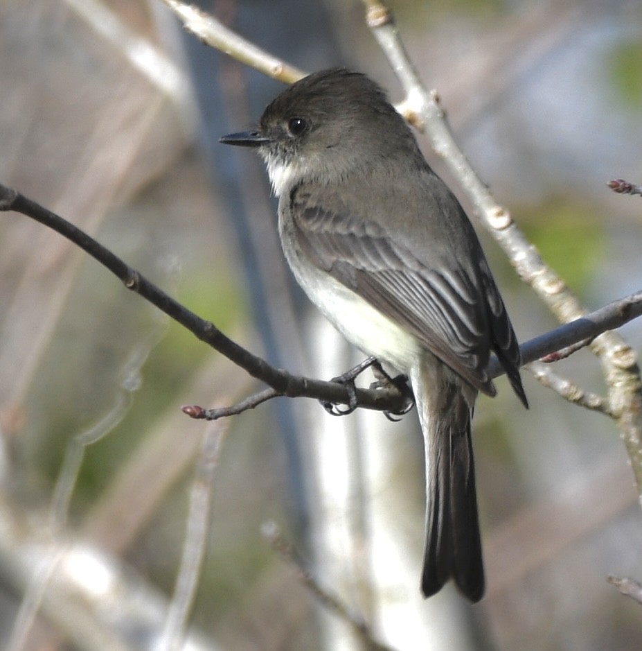 Eastern Phoebe - ML545642151